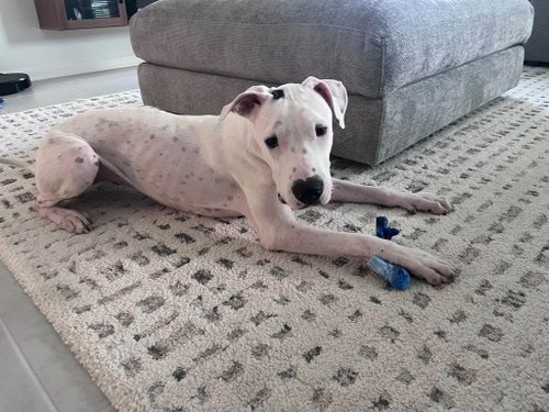 Photo 4 of Sweet Pea