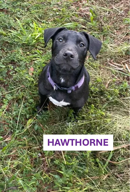 Hawthorne - Unknown