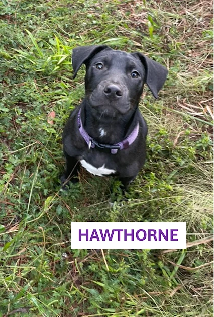 Hawthorne