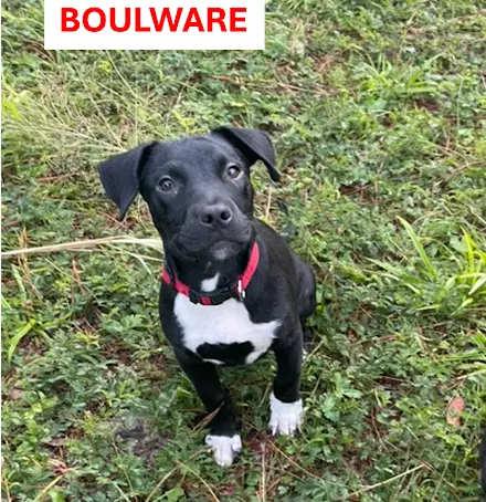 Boulware image 1