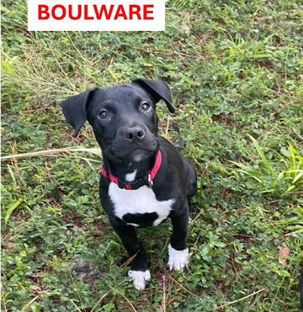 Boulware