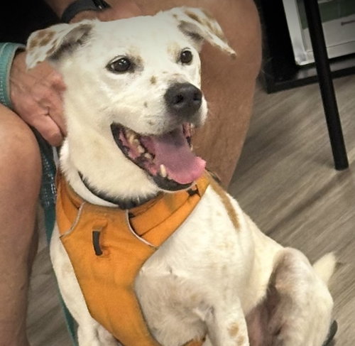 Fedele, an adoptable Pit Bull Terrier in Alpharetta, GA