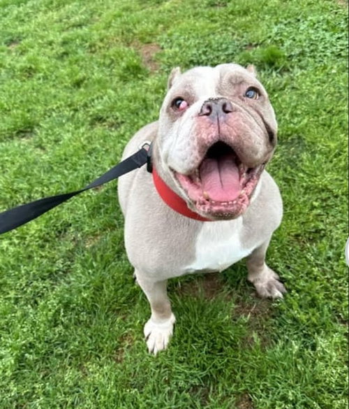 Galactic, an adoptable English Bulldog in Alpharetta, GA