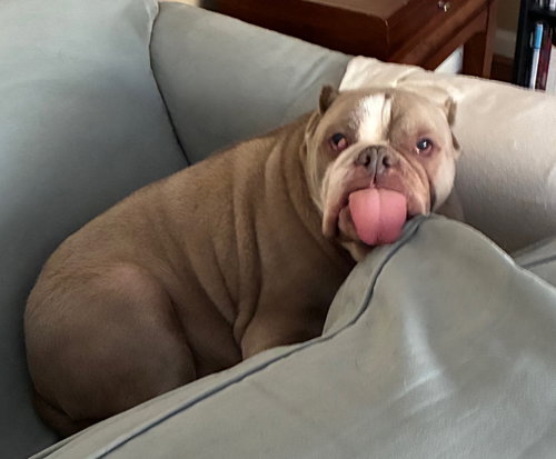 Galactic, an adoptable English Bulldog in Alpharetta, GA
