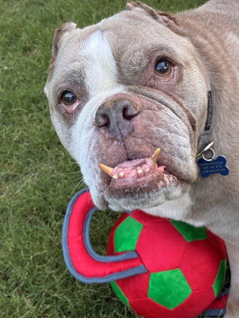 Galactic, an adoptable English Bulldog in Alpharetta, GA