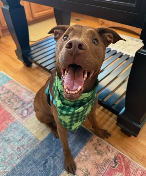 Crane, an adoptable Terrier in Alpharetta, GA