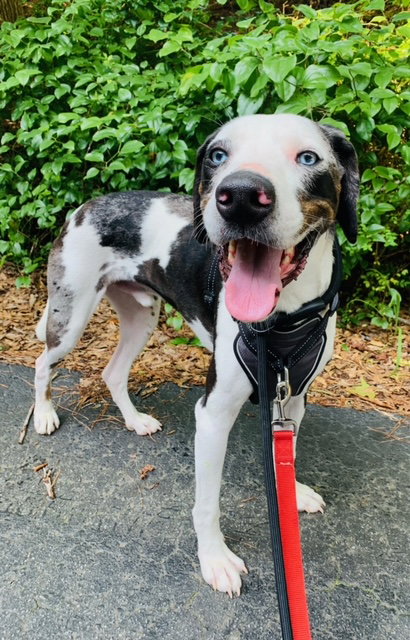Great Dane