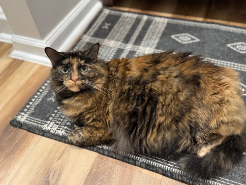Hocus Pocus, Adult Tortoiseshell (short coat), cat for adoption in Marietta, Georgia