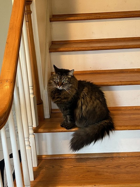 Snowberry, Adult Tabby / Domestic Long Hair (short coat), cat for adoption in Marietta, Georgia