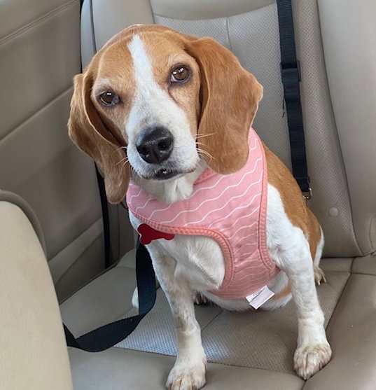 Beagle