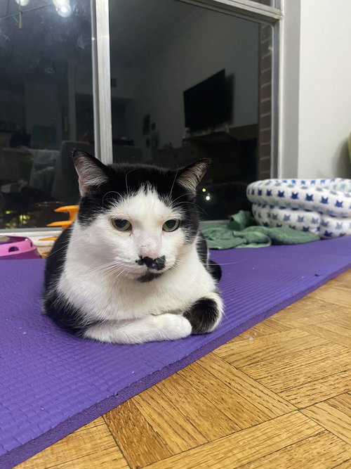 Coconut Milk, Adult Domestic Short Hair / Mixed (short coat), cat for adoption in Marietta, Georgia