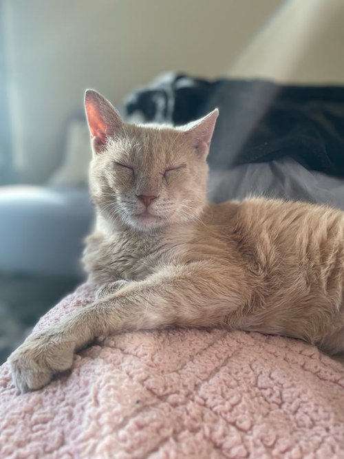 Callaghan, Senior Domestic Short Hair / Mixed (short coat), cat for adoption in Marietta, Georgia