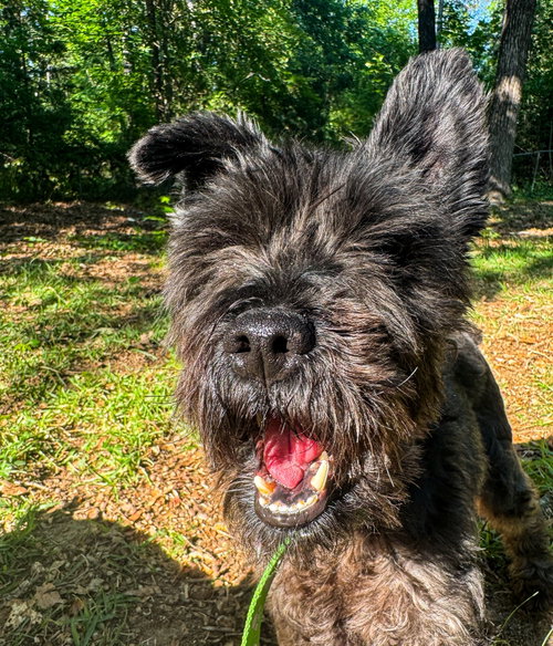 Osmond, an adoptable Schnauzer in Alpharetta, GA