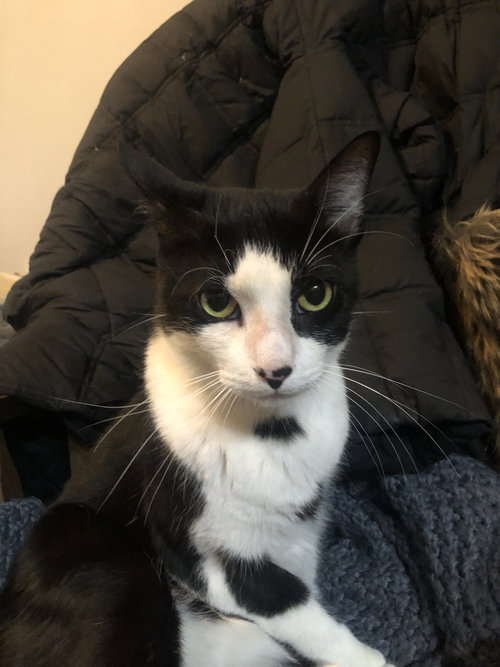 Ludacris, Adult Domestic Short Hair / Tuxedo / Mixed (short coat), cat for adoption in Marietta, Georgia