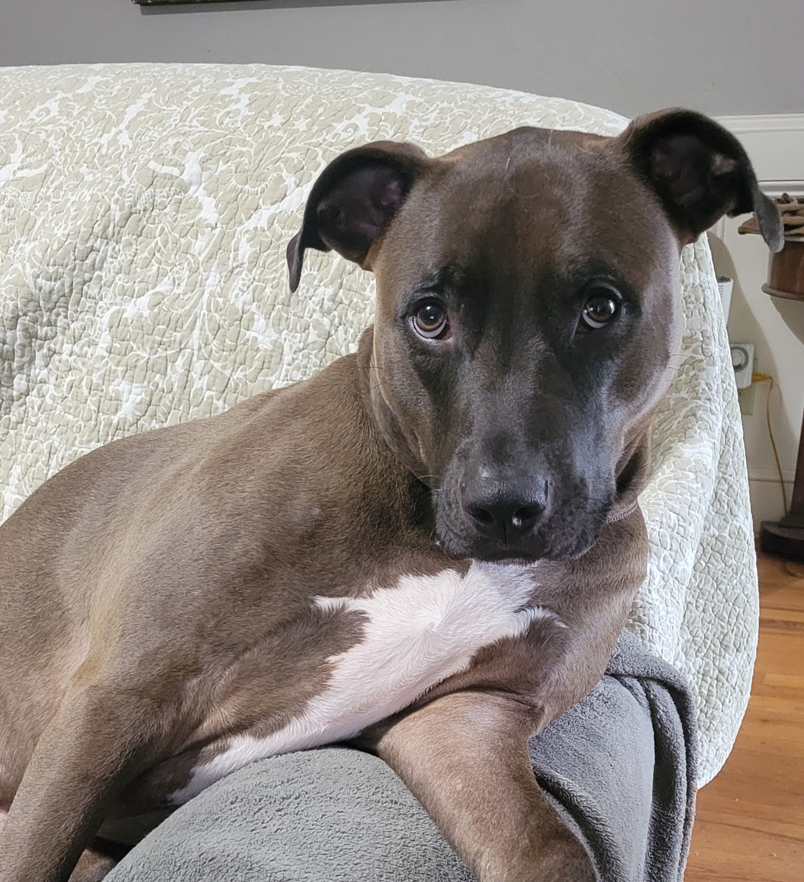 Pit Bull