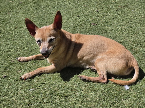 Jackson Bones, an adoptable Chihuahua in Alpharetta, GA