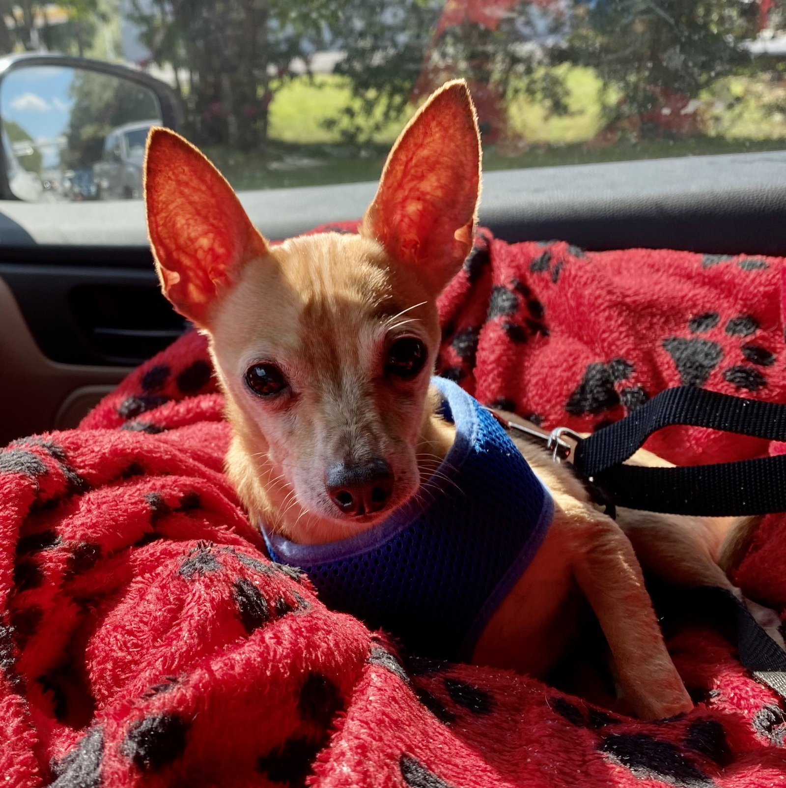 Chihuahua