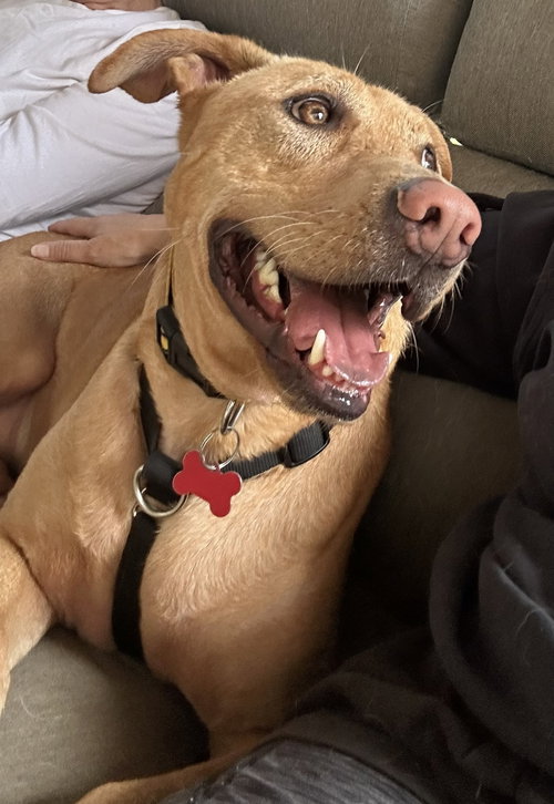 Bob Barker, a dog for adoption from Angels Among Us Pet Rescue