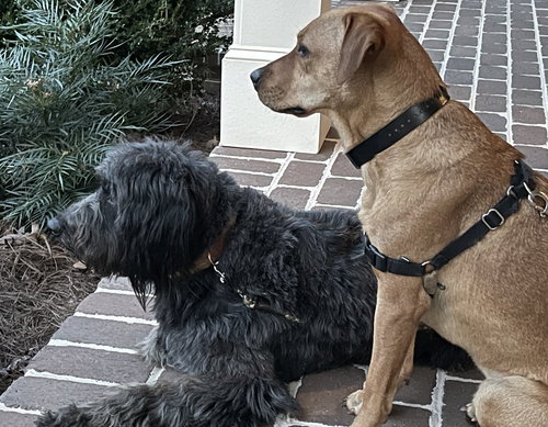 Sage Clover, an adoptable Retriever in Alpharetta, GA
