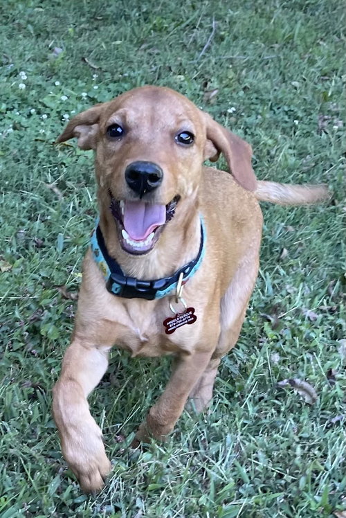 Sage Clover, an adoptable Retriever in Alpharetta, GA