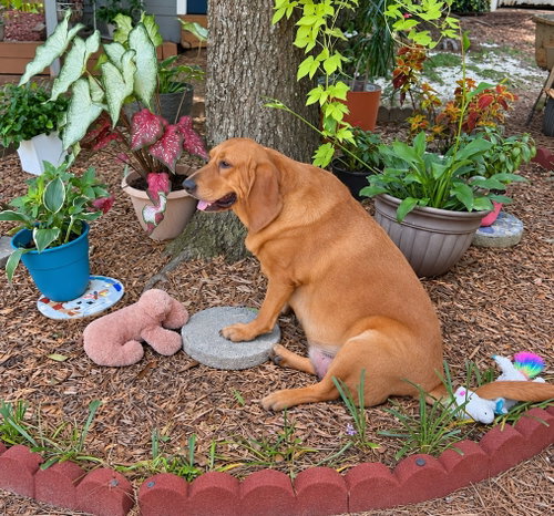 Kalina, a dog for adoption from Angels Among Us Pet Rescue