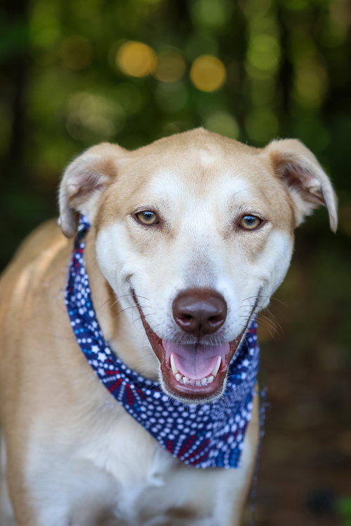 Toffee Chip, an adoptable Labrador Retriever in Alpharetta, GA