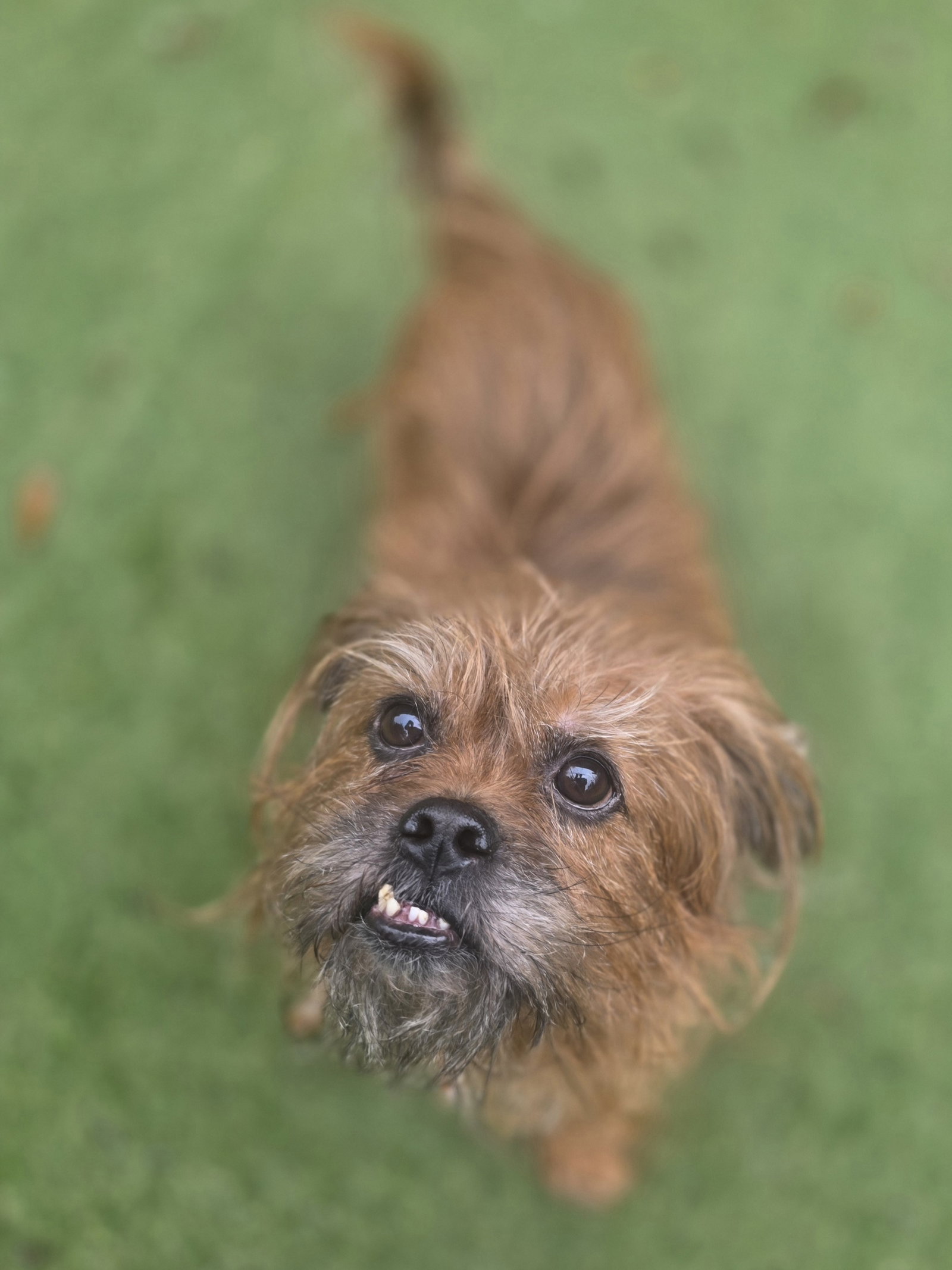 Terrier