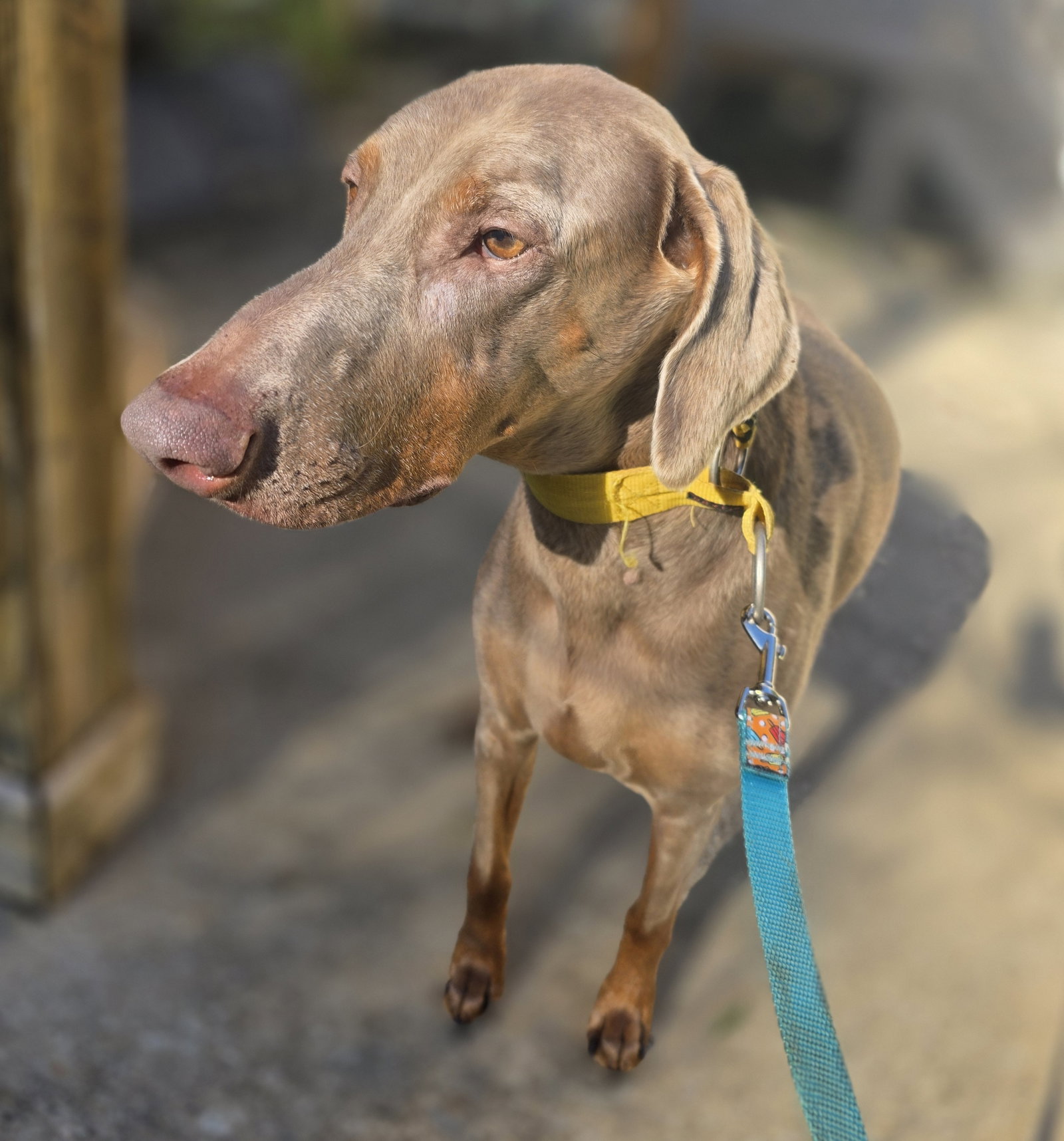 Doberman Pinscher