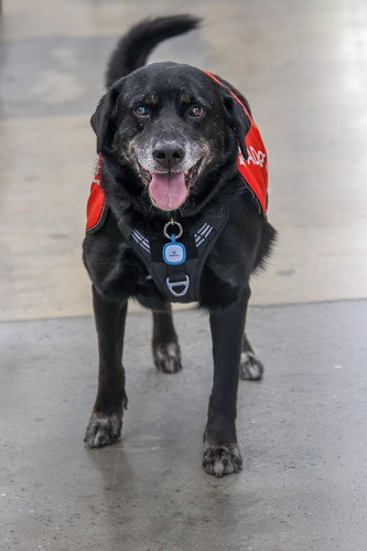 Retriever