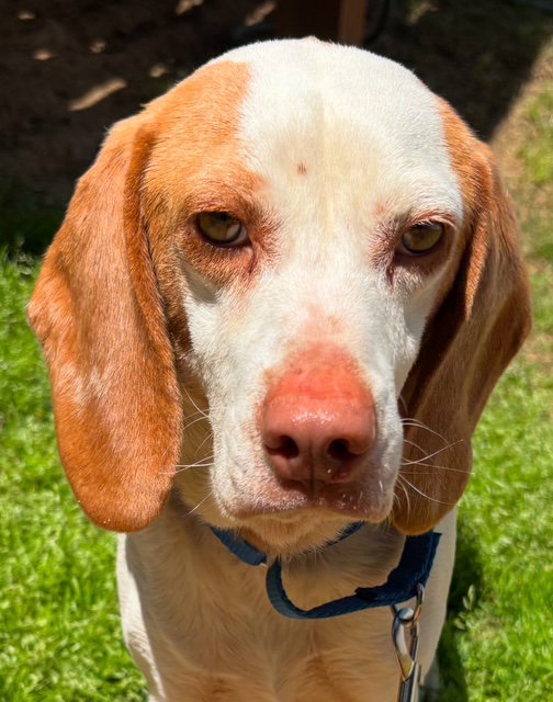 Beagle