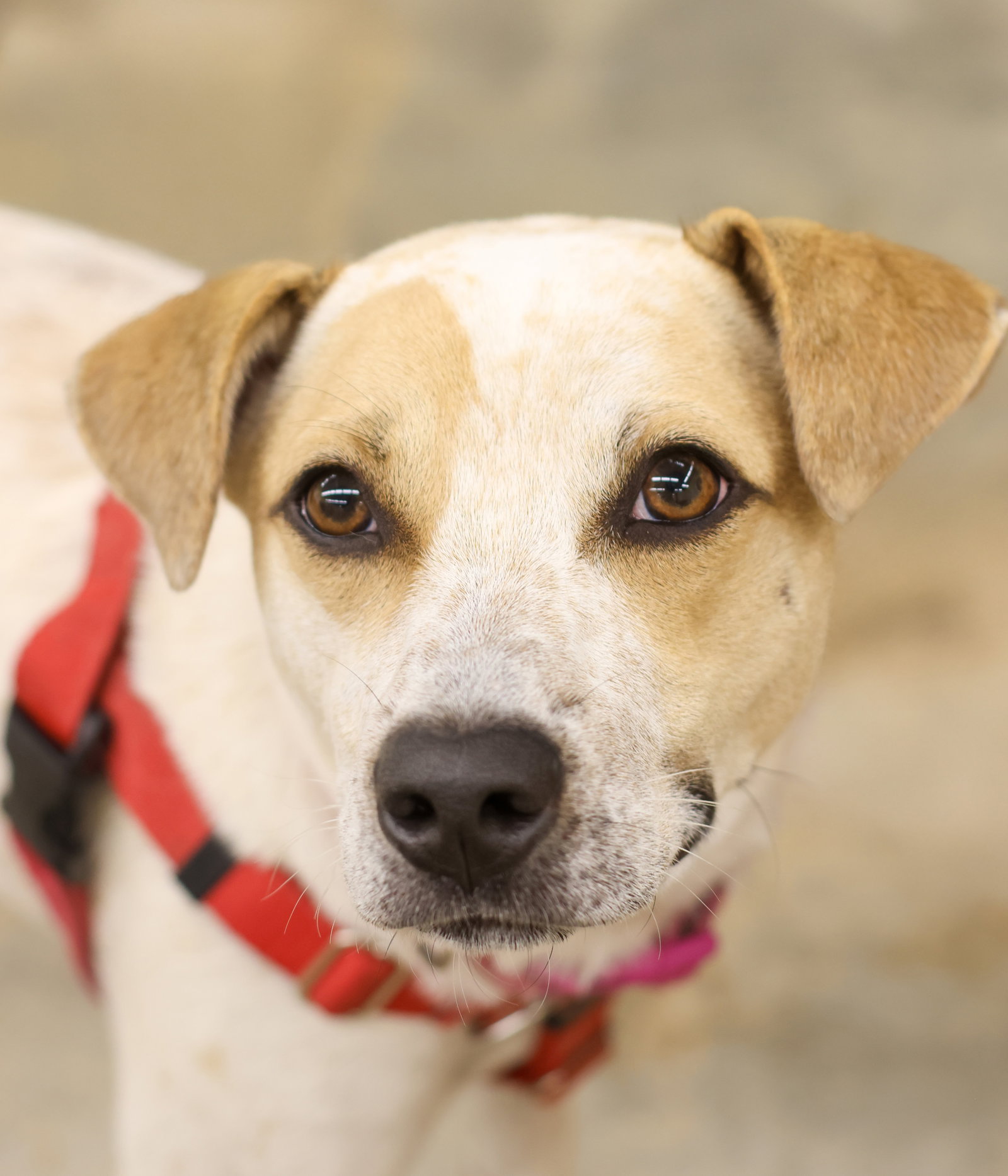 Cattle Dog
