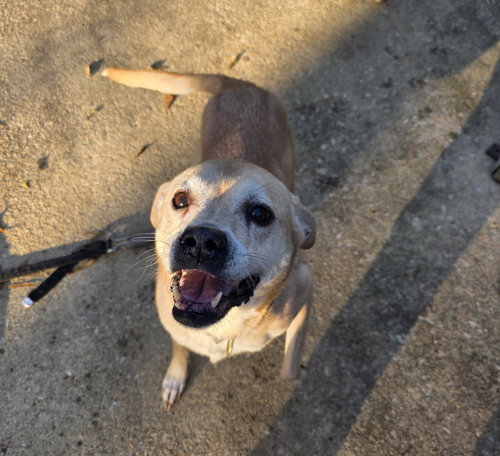 Pheobie Haven bonded with Maxus Haven, an adoptable Terrier in Alpharetta, GA