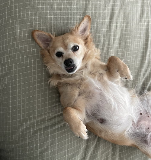 Ashira, an adoptable Chihuahua in Alpharetta, GA