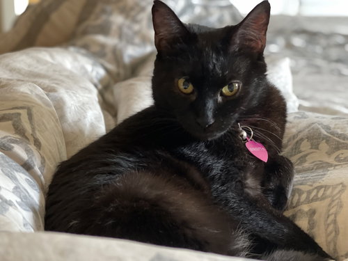 Birgitta, Adult Domestic Short Hair / Mixed (short coat), cat for adoption in Marietta, Georgia