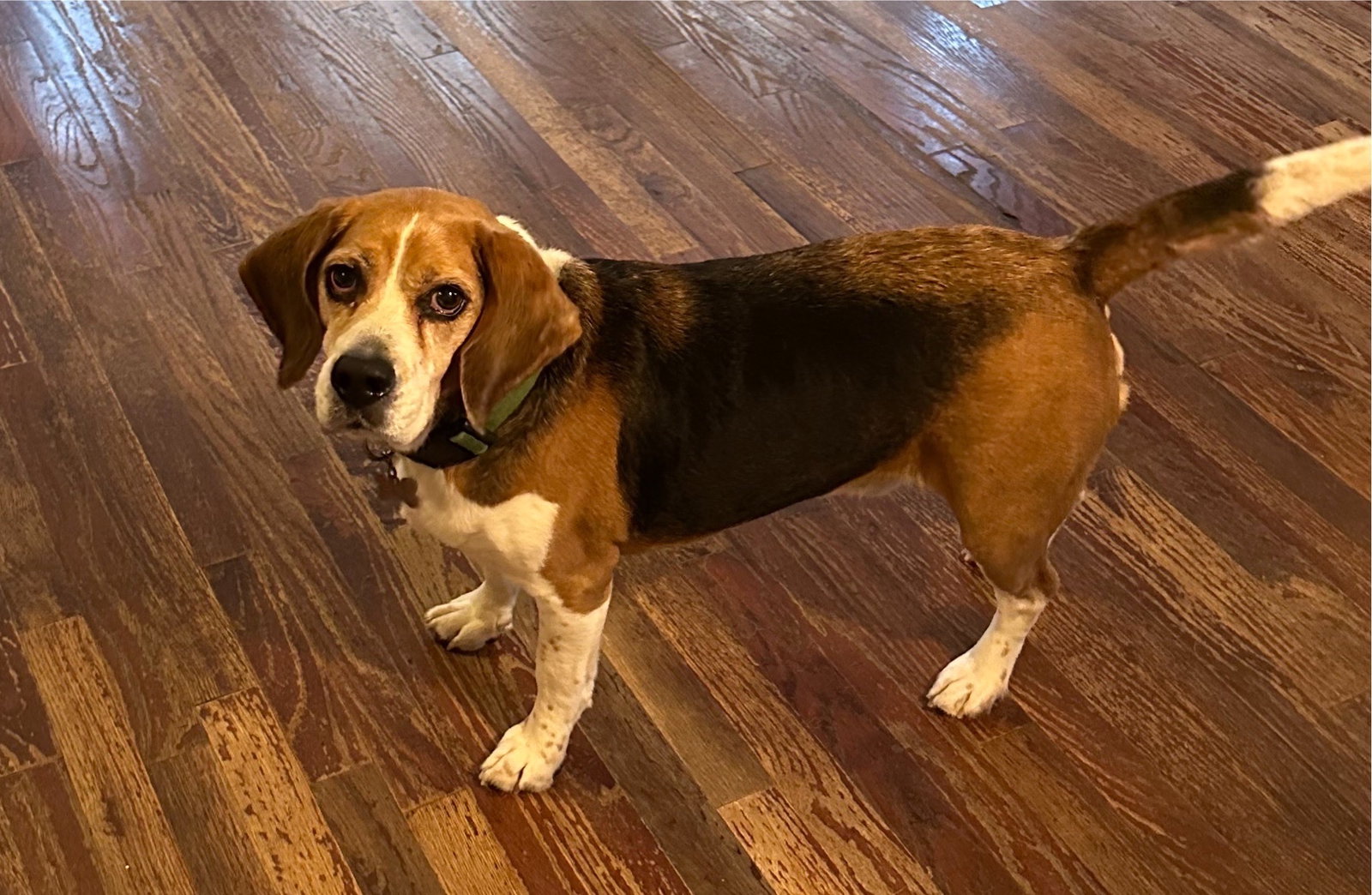 Beagle