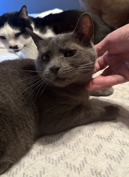 April Showers, Adult Domestic Short Hair / Russian Blue / Mixed (short coat), cat for adoption in Marietta, Georgia