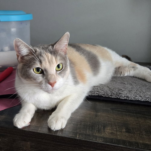 Sylvie, Young Domestic Short Hair / Mixed (short coat), cat for adoption in Marietta, Georgia