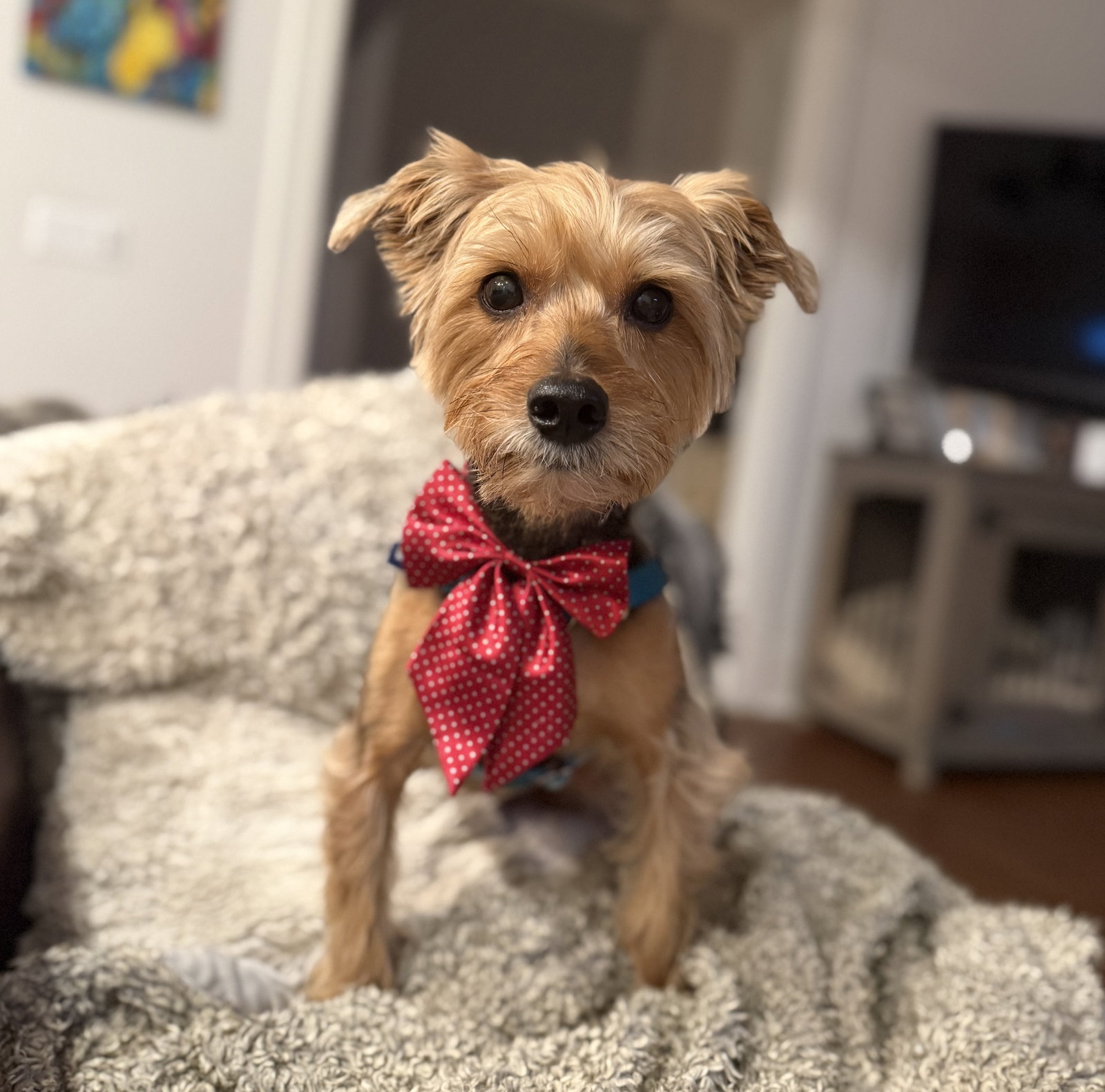 Yorkshire Terrier