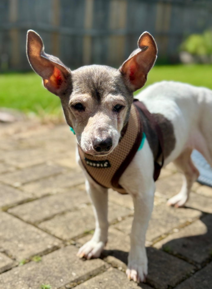 Chihuahua
