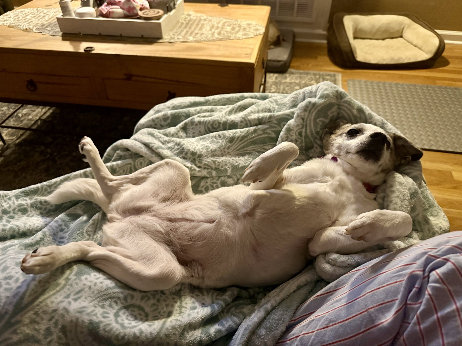 Linky West, photo 4