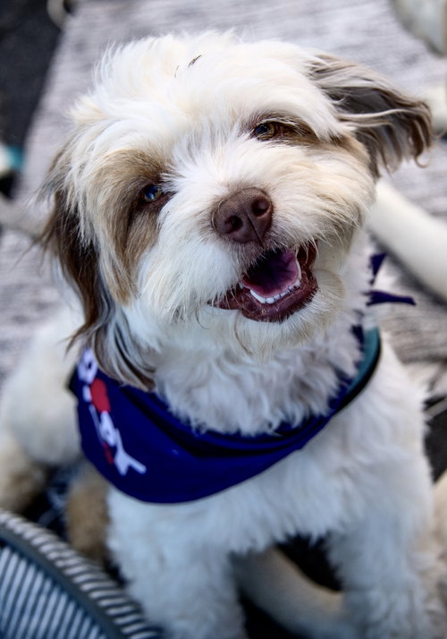 Ruth Bader Ginsburg, an adoptable Terrier in Alpharetta, GA