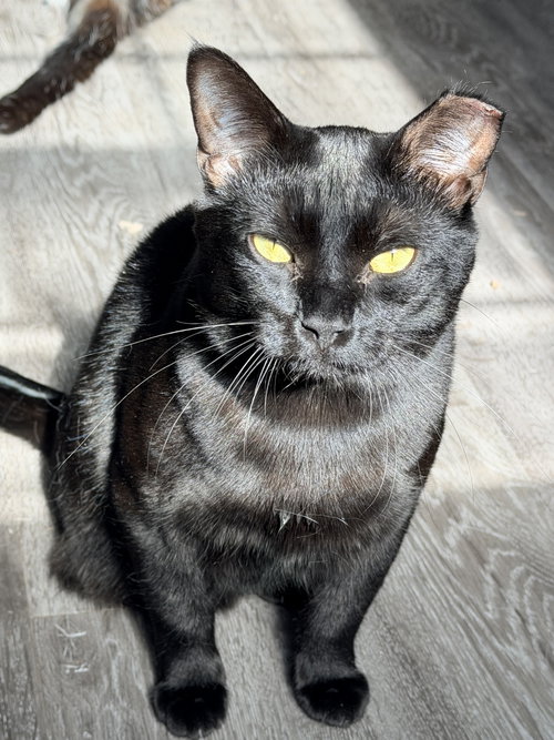 Filet O Fish, Domestic Short Hair / Mixed (short coat), cat for adoption in Marietta, Georgia