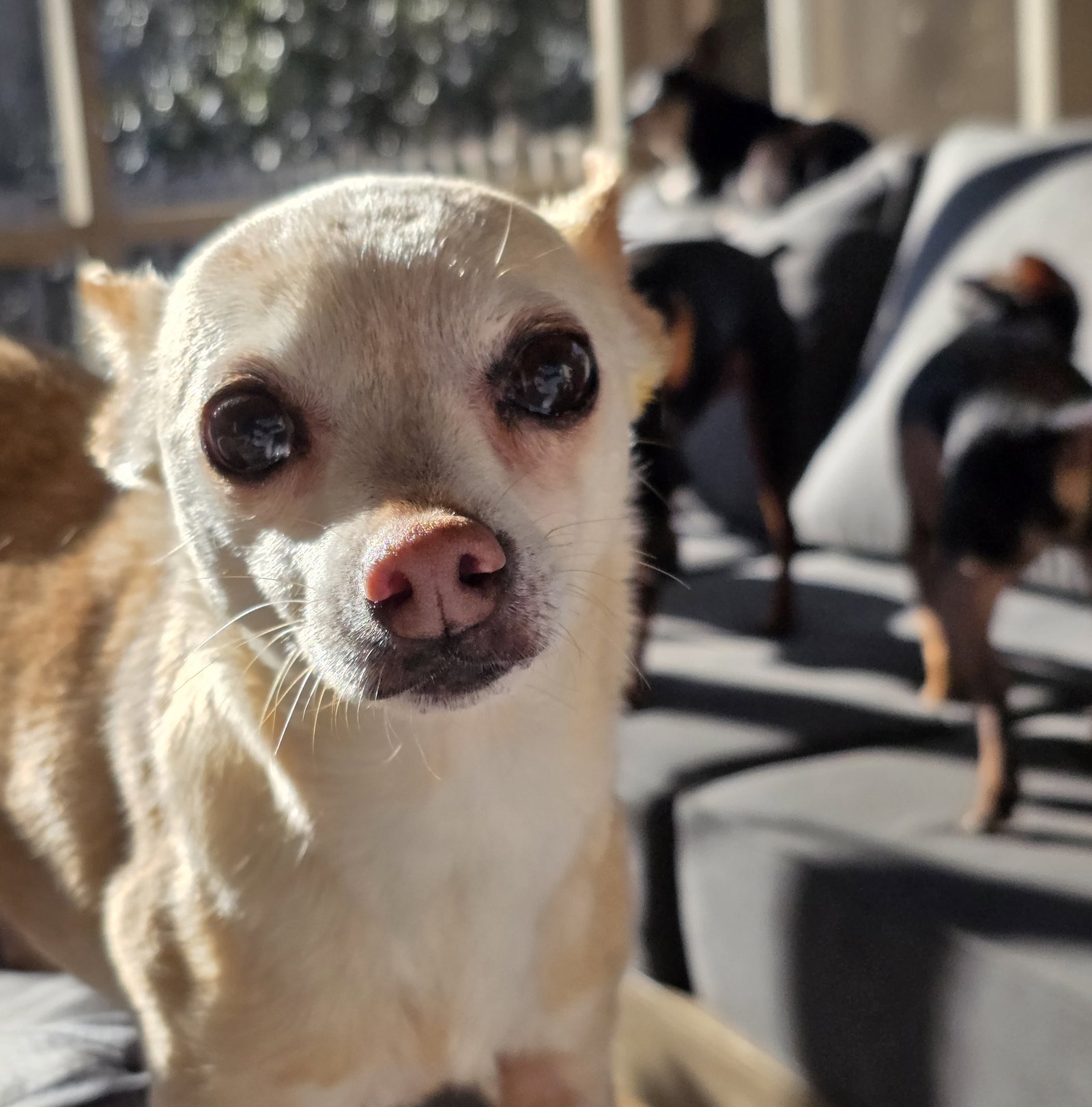 Chihuahua