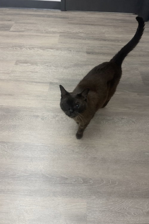 Andi Bloom, Burmese / Mixed (short coat), cat for adoption in Marietta, Georgia