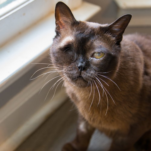 Andi Bloom, an adoptable Burmese in Alpharetta, GA