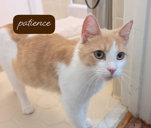 Patience Wright, Domestic Short Hair / Mixed (short coat), cat for adoption in Marietta, Georgia