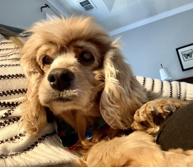 Cocker Spaniel