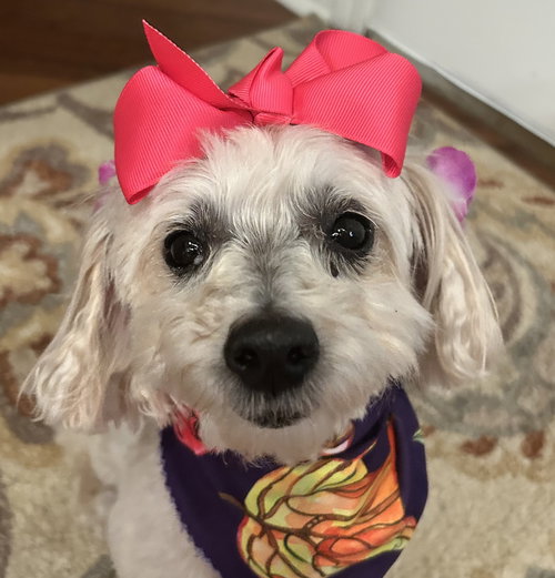 Skyler Faith, an adoptable Maltese in Alpharetta, GA