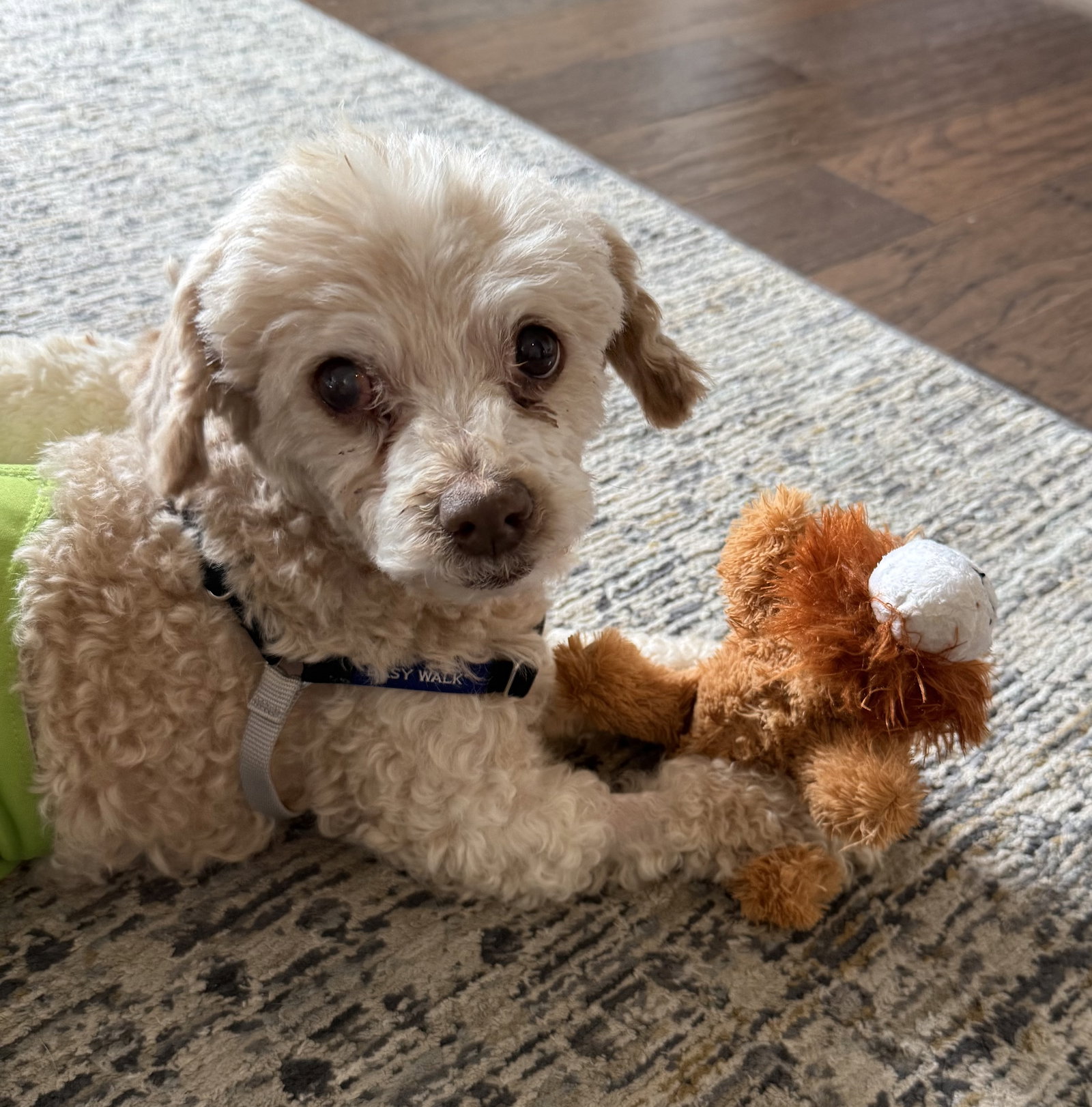 Poodle
