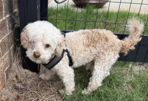Murray Mills, an adoptable Poodle in Alpharetta, GA